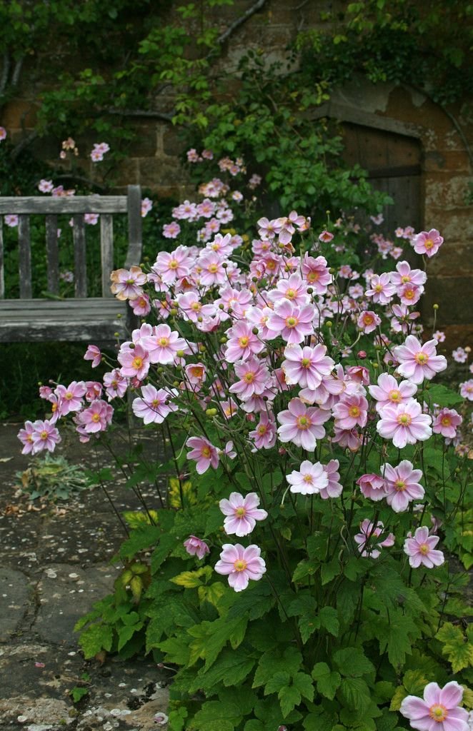 Japanese anemones