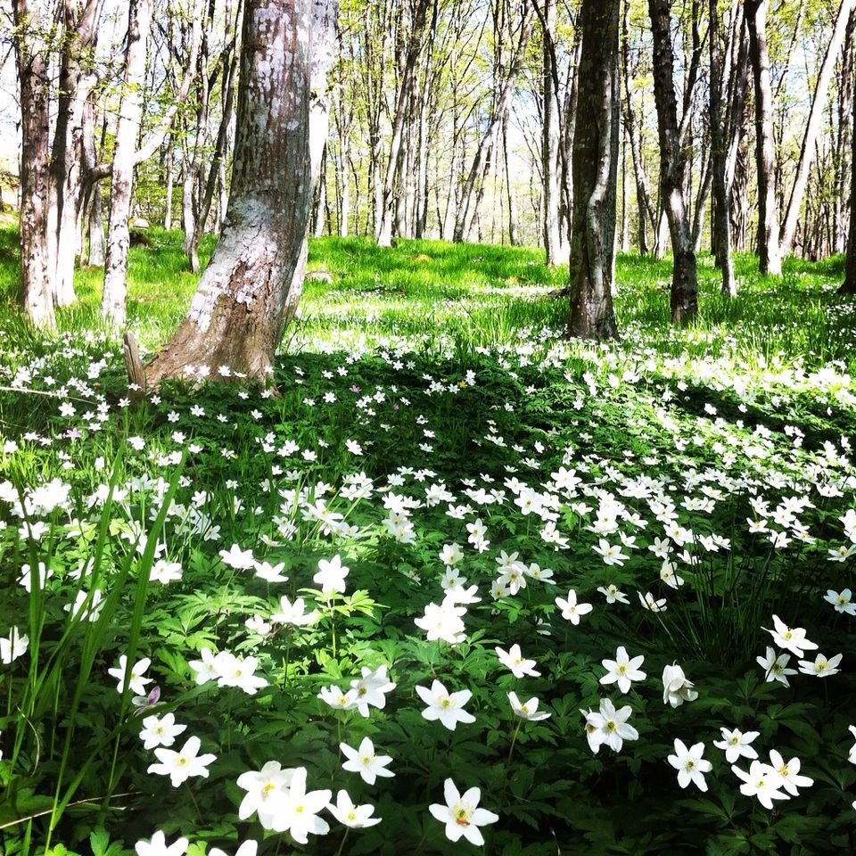 Woodland floor covered in Anemone nemorosa