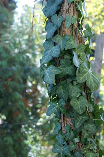 Hedera helix climbing tree