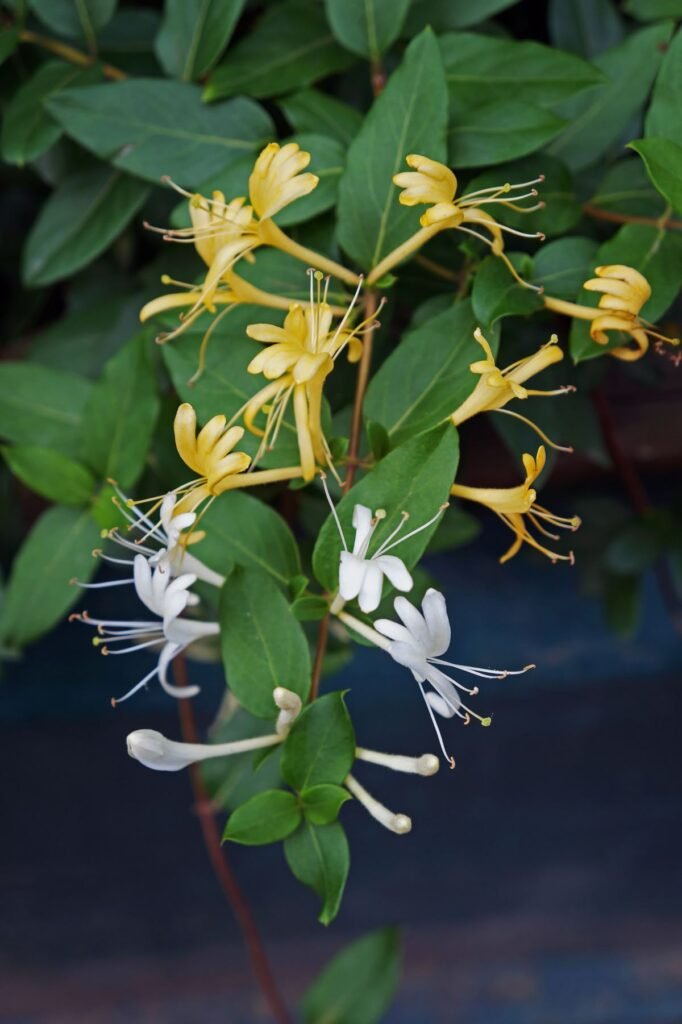 Lonicera japonica with white and yellow flowers