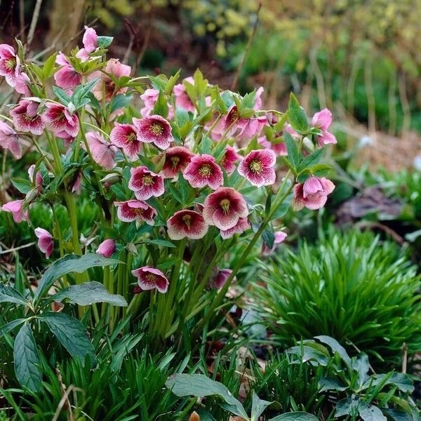 Hellebore in a shade garden