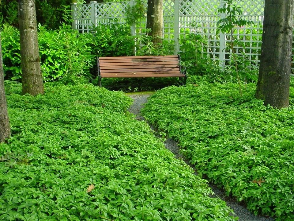 Pachysandra terminalis