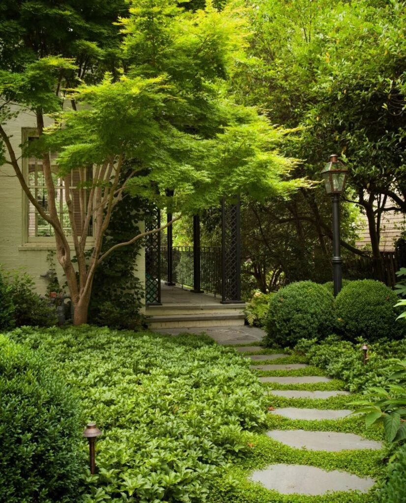 Japanese Maple with path under