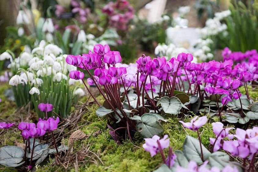 Cyclamen coum