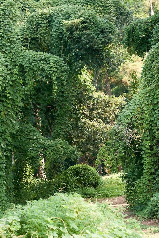 Kudzu (Pueraria montana) growing everywhere