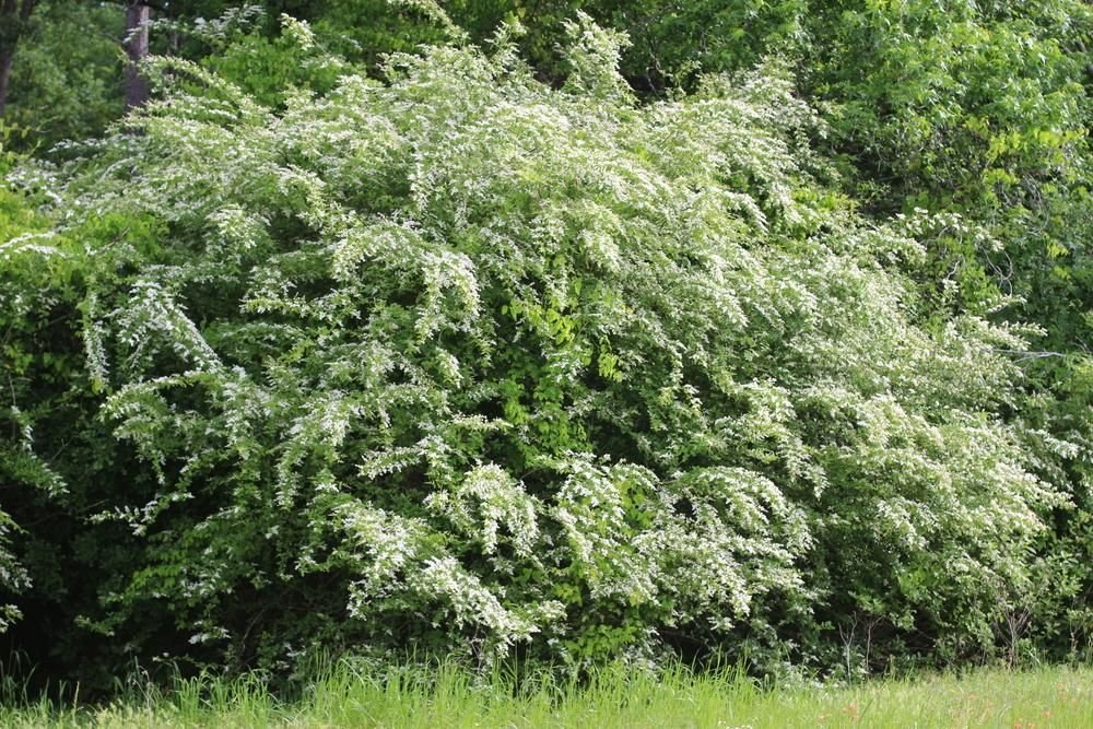 Chinese Privet (Ligustrum sinense)