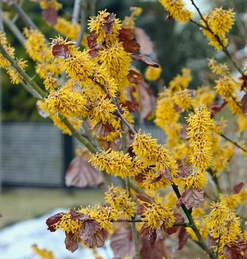 Witch Hazel (Hamamelis)