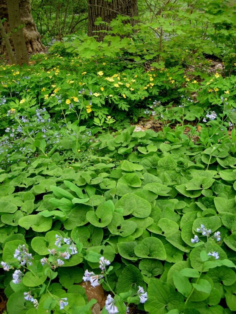 wood land planting