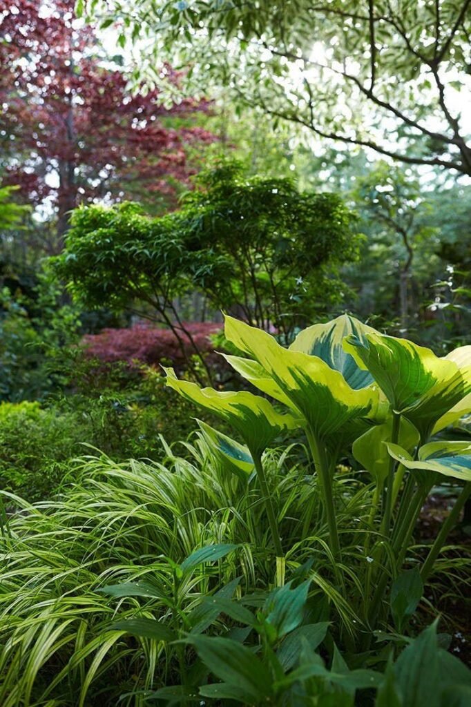 wet shade plants