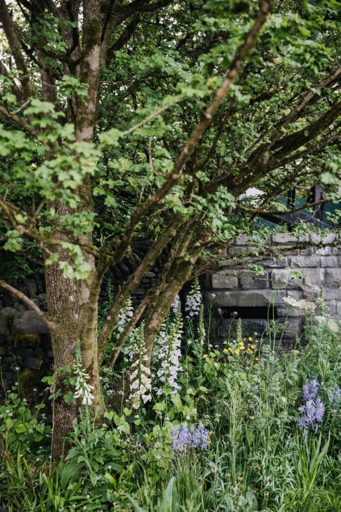 Chelsea Show garden in shade