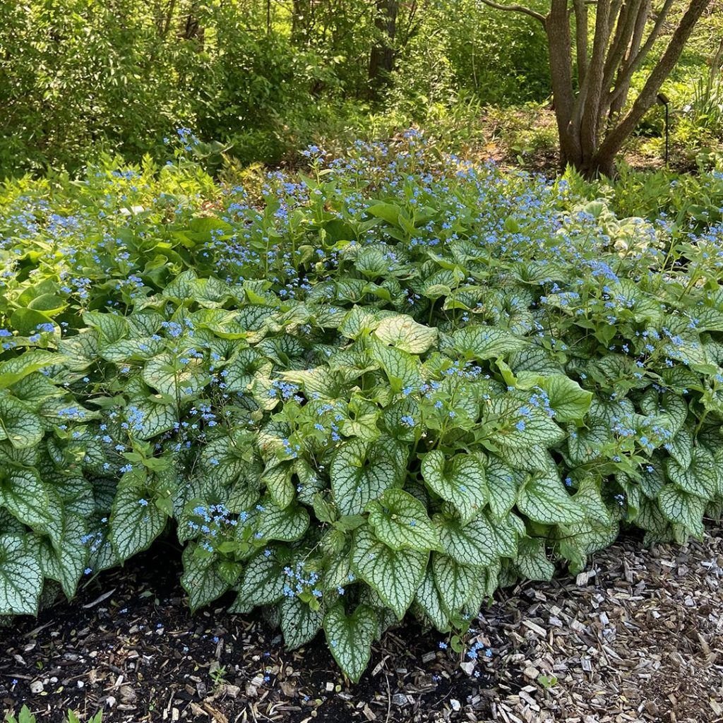 Brunnera macrophylla ‘Jack Frost’