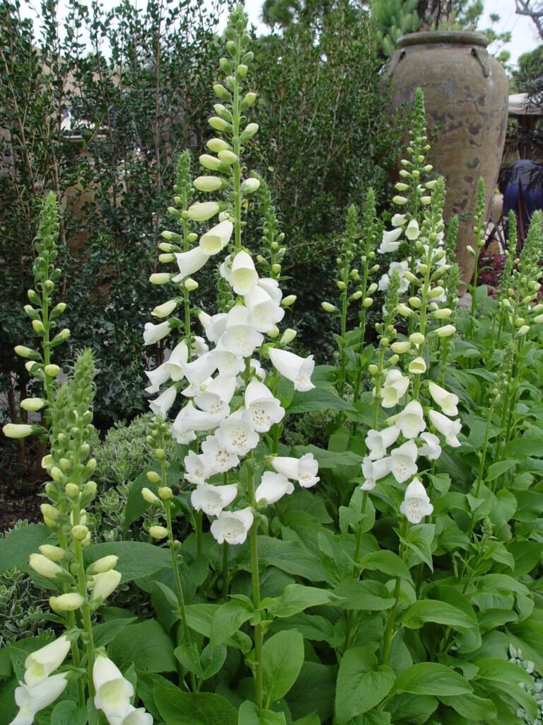 white foxglove