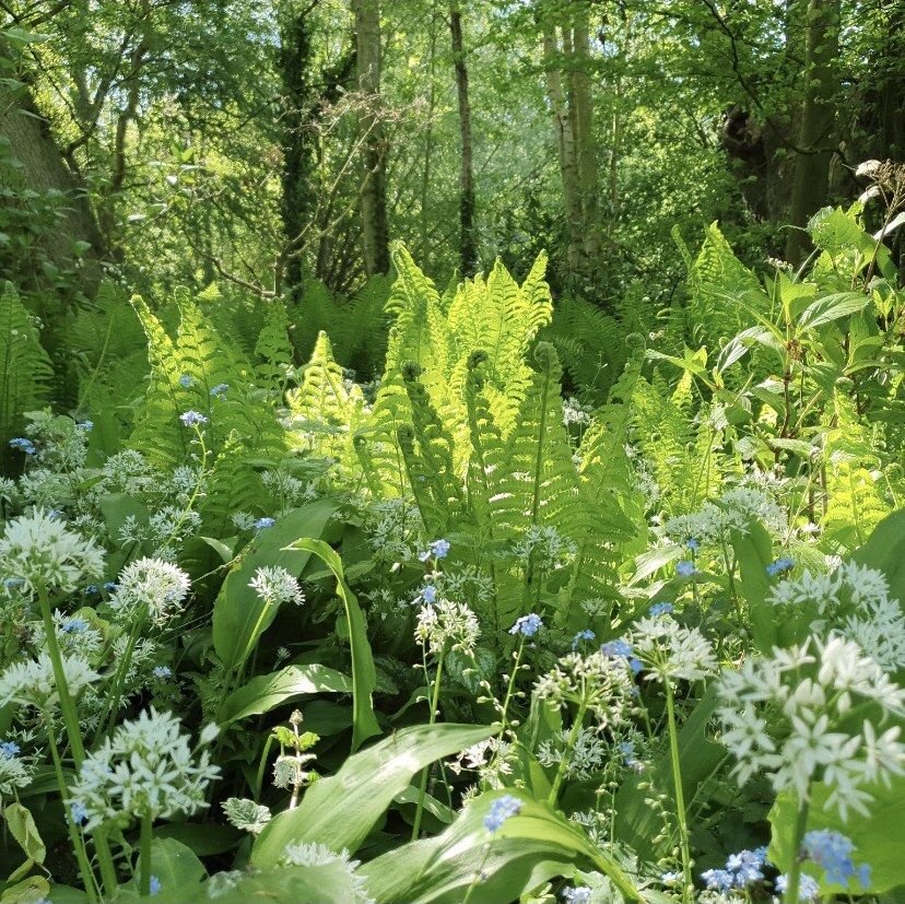 Ferns backlit