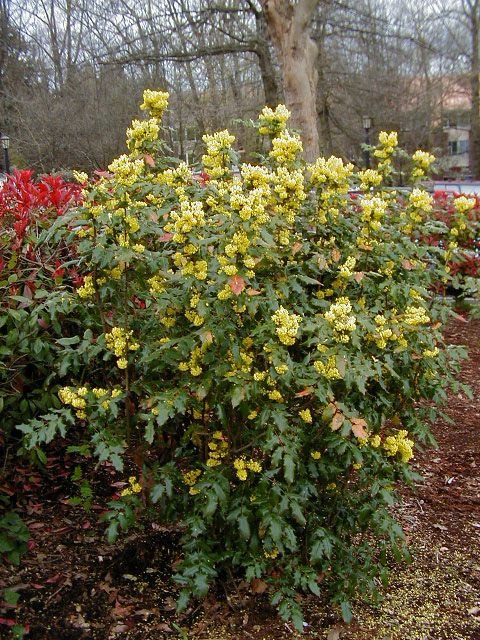 Mahonia aquifolium (Oregon Grape)