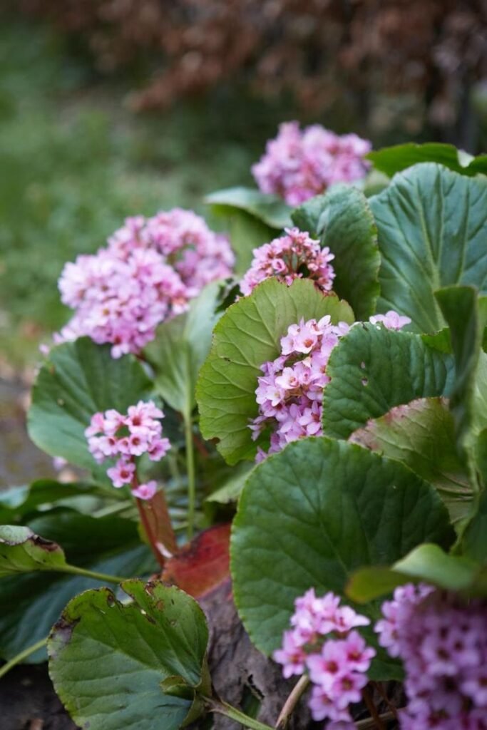 bergenias in shade