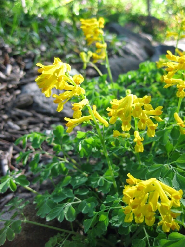 What is shade gardening picture of Yellow Fumitory (Corydalis lutea