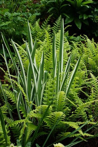 Ferns and Iris