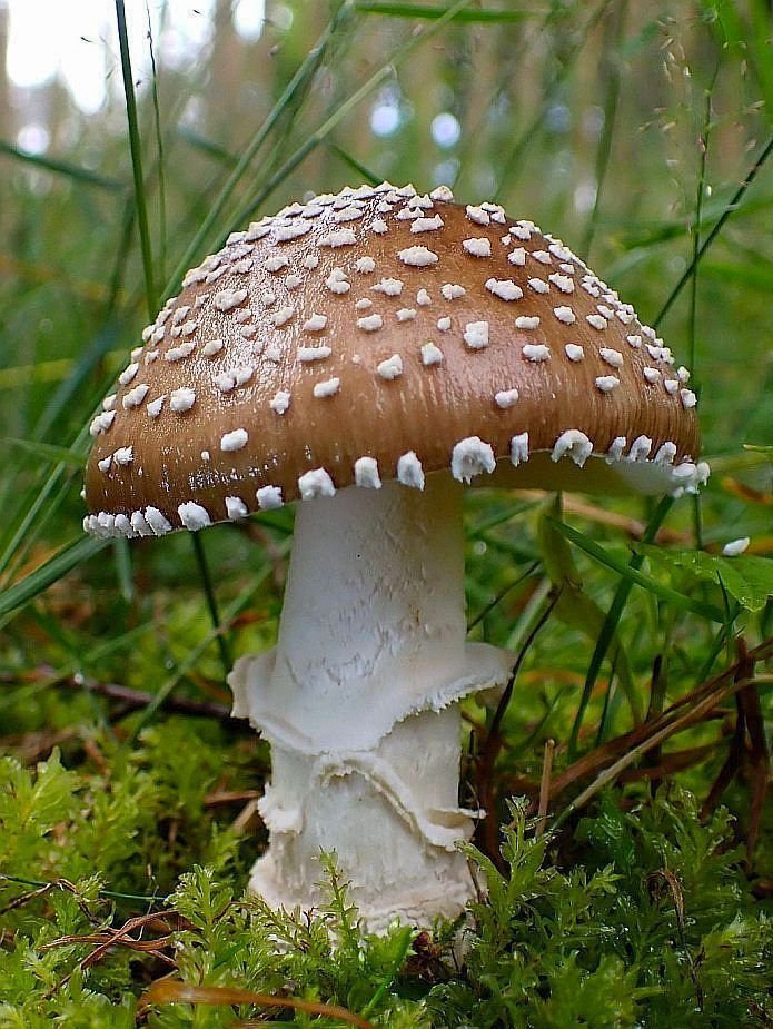 mushroom in woodlands