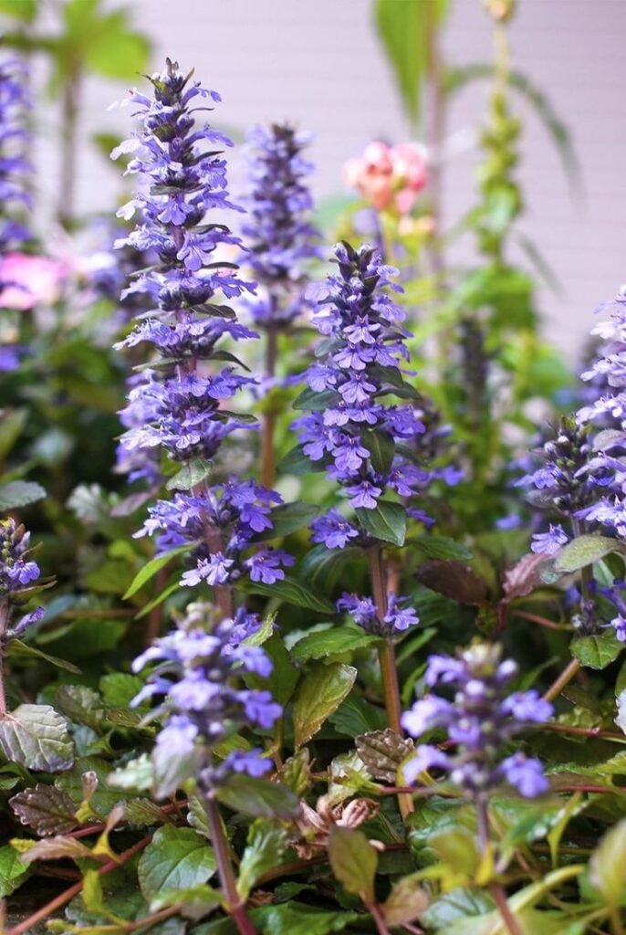 dense ground cover, ajuga