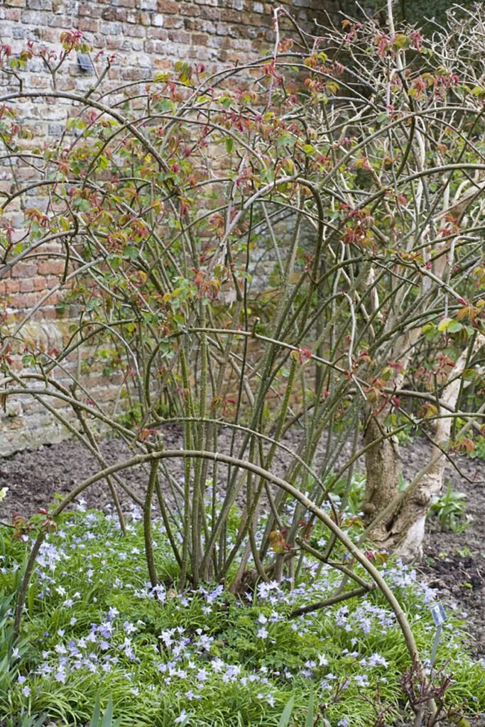 Pruning Roses