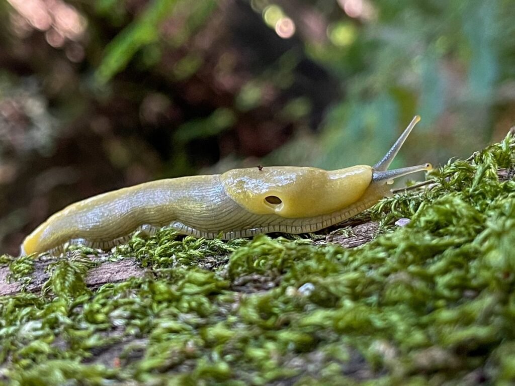 slug in moss