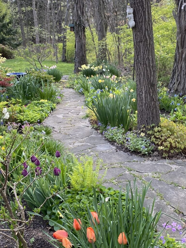 Spring bulbs in the shade