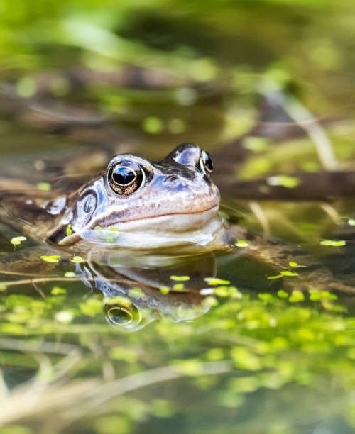 Frog in water