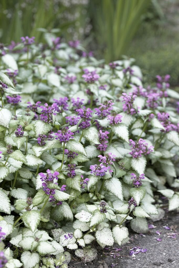 Lamium maculatum