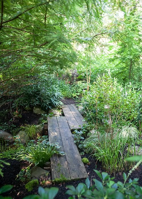 A lush shade garden showcasing healthy shade-loving plants (e.g., ferns, hostas, and astilbes