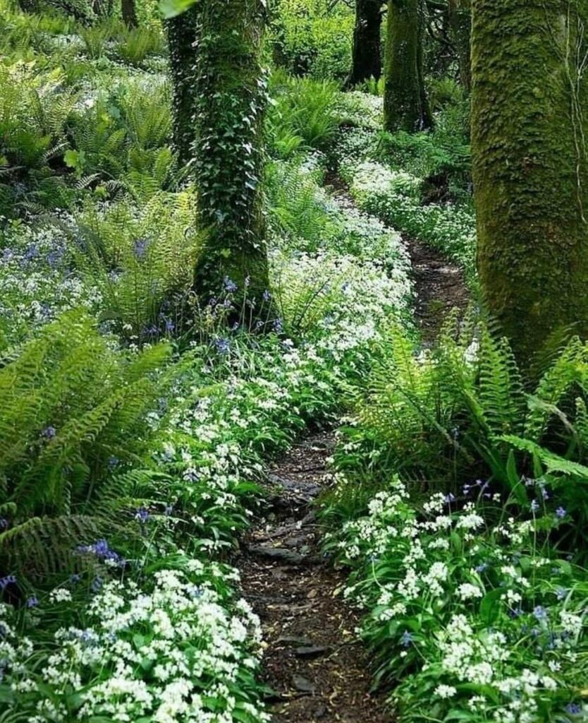 Wooden land path with snowdrops