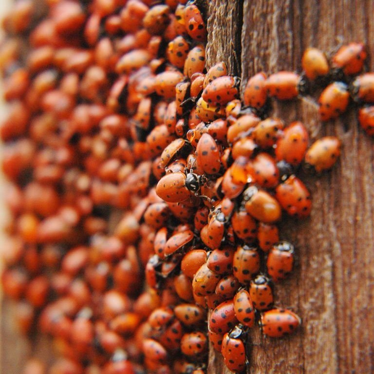 ladybirds in mass