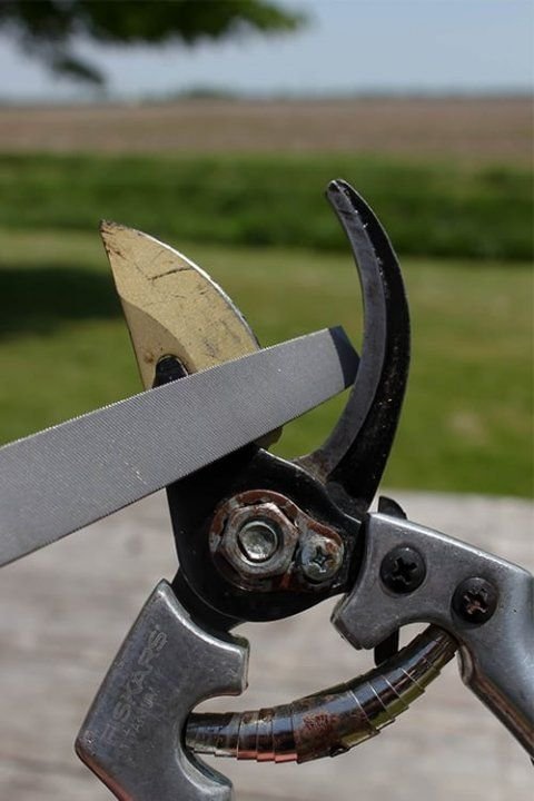 sharp pruners